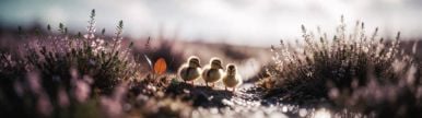 Wallpaper aishot-5806.jpg