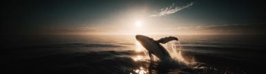 Wallpaper aishot-6107.jpg